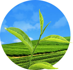 Vikram Tea Machinery